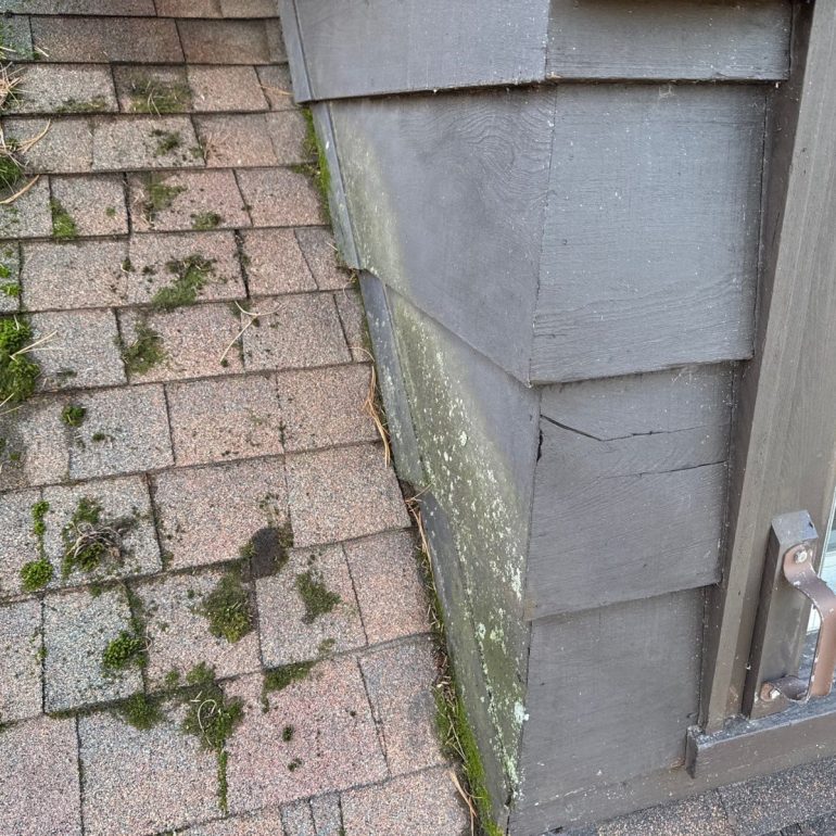 Why Moss on Your Roof Is More Dangerous Than You Think Why Moss on Your Roof Is More Dangerous Than You Think min