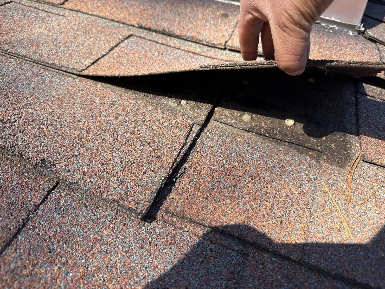algae on roof