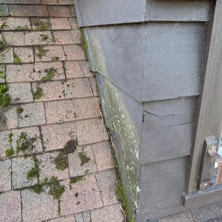 Why Moss on Your Roof Is More Dangerous Than You Think Why Moss on Your Roof Is More Dangerous Than You Think min