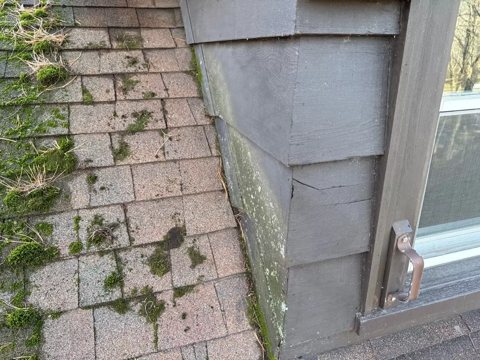Why Moss on Your Roof Is More Dangerous Than You Think Why Moss on Your Roof Is More Dangerous Than You Think min